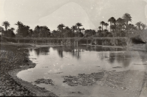 LA CHARCA DEL PALMERAL