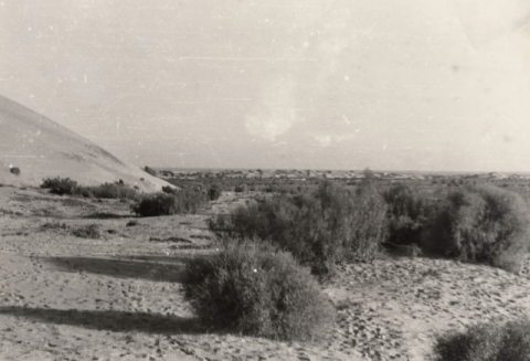 LAS DUNAS Y LAS TABAIBAS