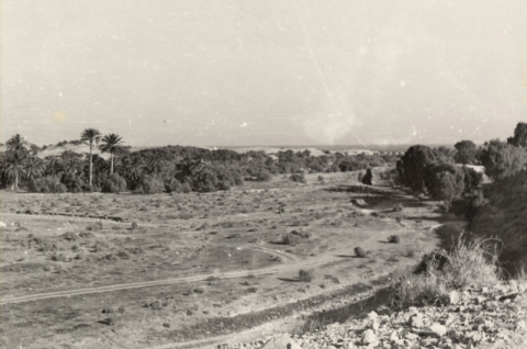 PALMERAL Y CARRETERAS