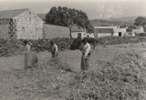 AVENTANDO GRANO EN JUAN GRANDE