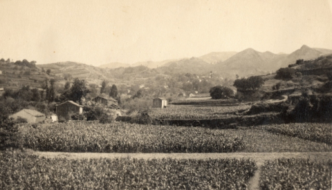 CAMPOS DE MILLO CAMINO DE LANZAROTE