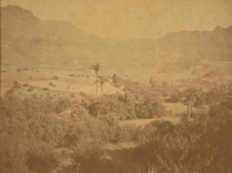 PALMERAS Y OLIVOS EN TIRAJANA