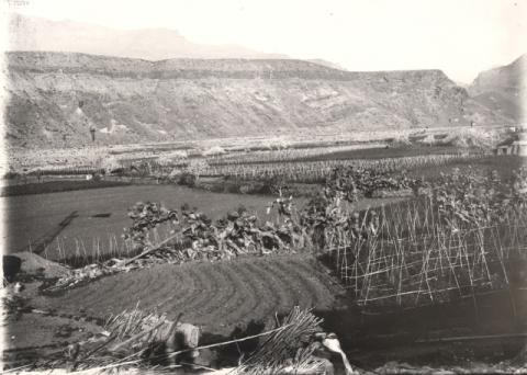 CULTIVOS DE LA ALDEA