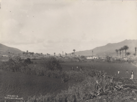 LA ALDEA, FINCAS Y CULTIVOS