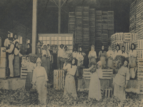 ALMACÉN DE EMPAQUETADO DE PLÁTANOS.