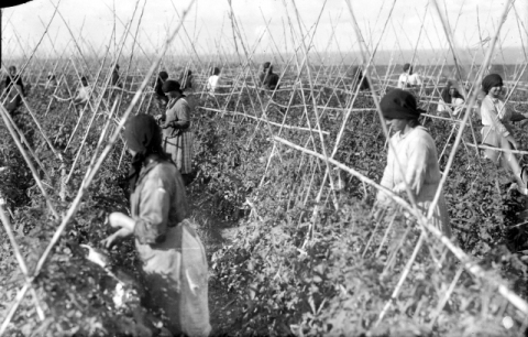 APARCERAS DEL TOMATE