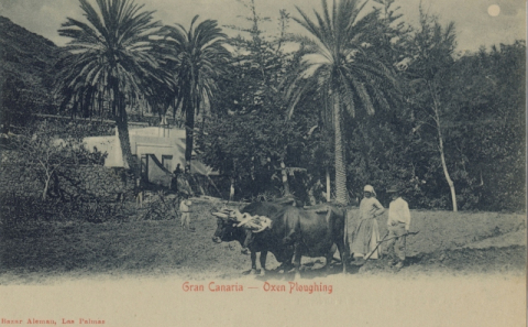 ARANDO CON BUEYES, TIPOS DE GRAN CANARIA