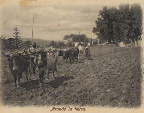 ARANDO EN EL MONTE