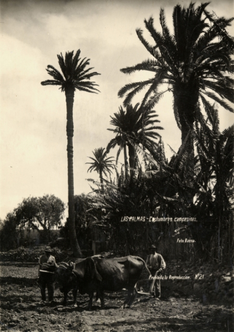 ARANDO EN LA FINCA DEL PAMBASO