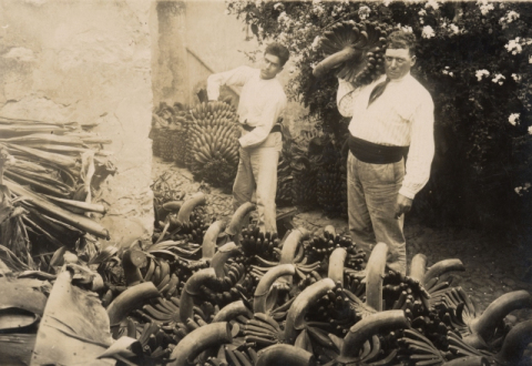 CARGANDO PIÑAS DE PLÁTANO