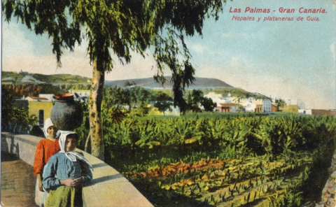 PLATANERAS Y TUNERAS