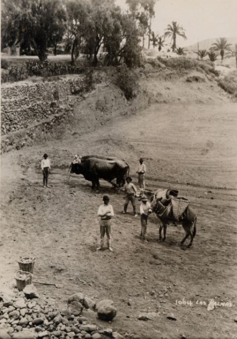 SORRIBANDO LA FINCA