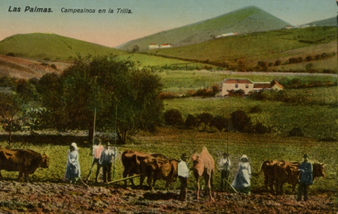 TAFIRA, CALDERA DE BANDAMA. CAMPESINOS EN LA TRILLA