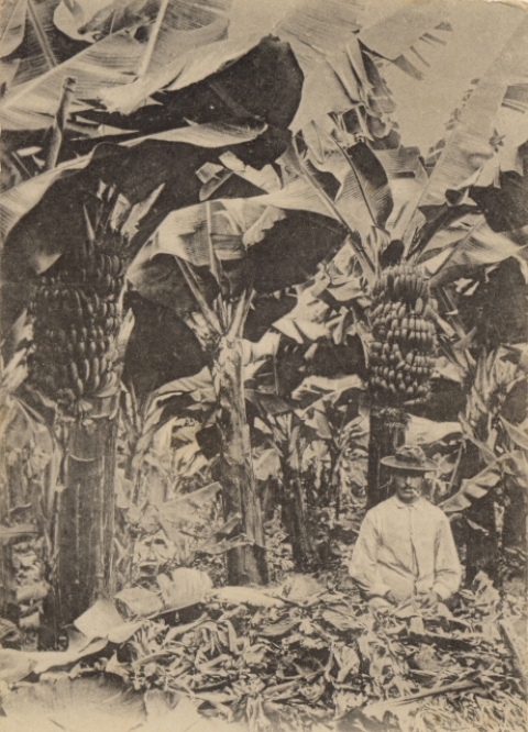 CAMPESINO Y PLATANERAS