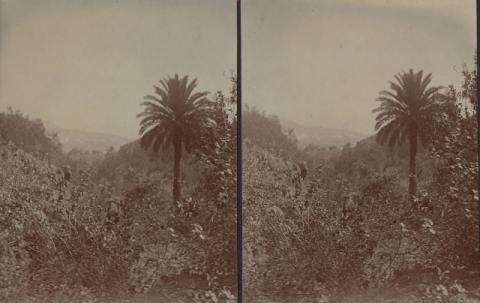 PALMERAS