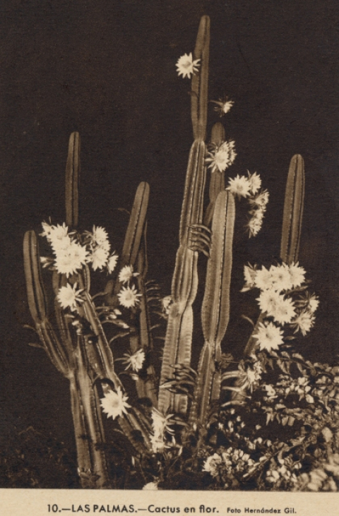 CACTUS EN FLOR