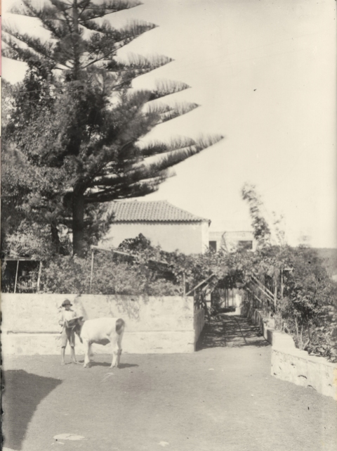 EL NIÑO DEL BECERRO