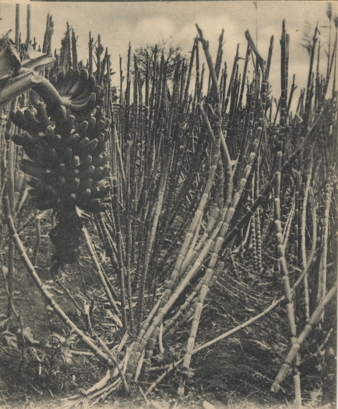PLÁTANOS Y CAÑA DULCE