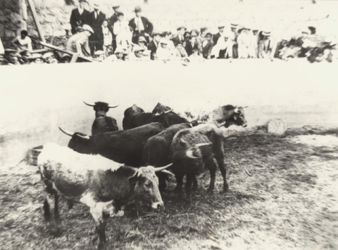 TOROS