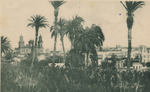 FINCAS Y PALMERAS DEL PAMBASO